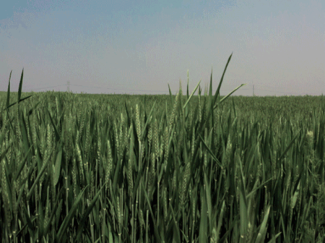 农作物麦穗GIF图片素材免费下载