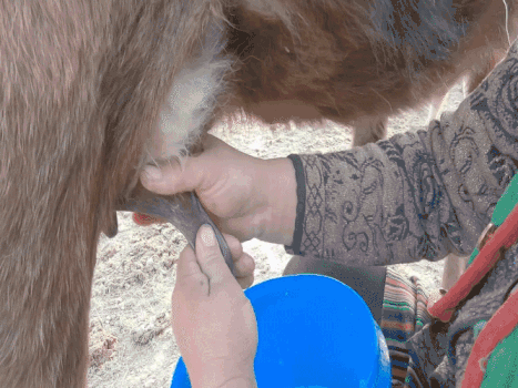 新疆牧区牧民生活挤奶奶牛GIF图片素材免费下载
