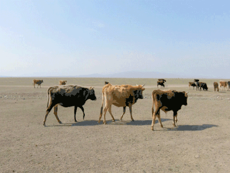 新疆牧区生产生活牲畜草原GIF图片素材免费下载