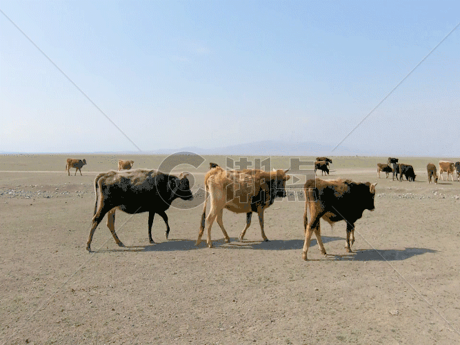 新疆牧区生产生活牲畜草原GIF图片素材免费下载