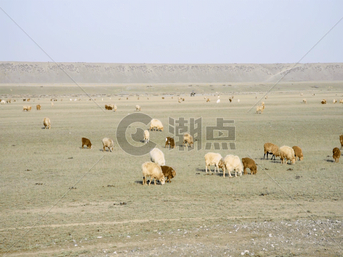 新疆牧业草原牛羊牲畜GIF图片素材免费下载