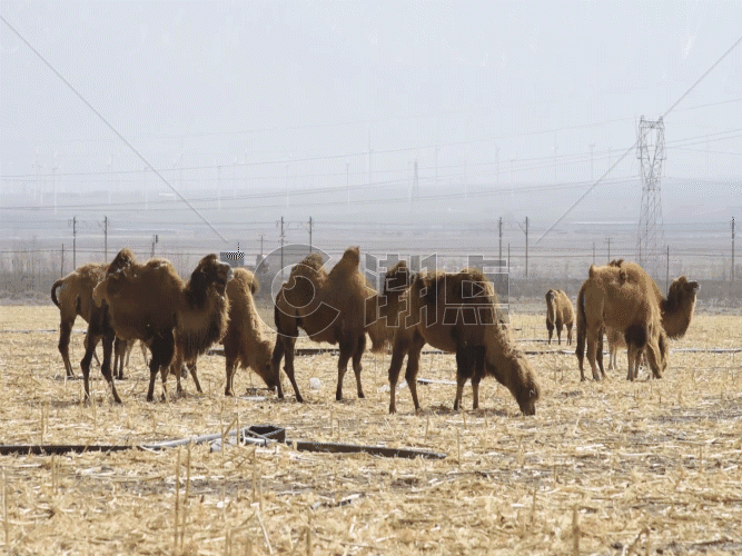新疆牧业生产草原牲畜骆驼GIF图片素材免费下载