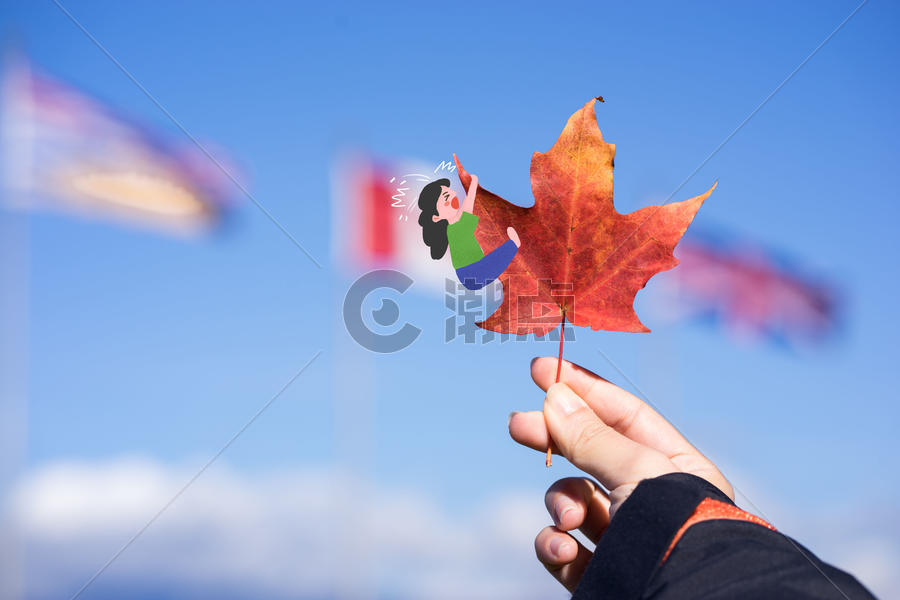 我在加拿大枫叶上图片素材免费下载