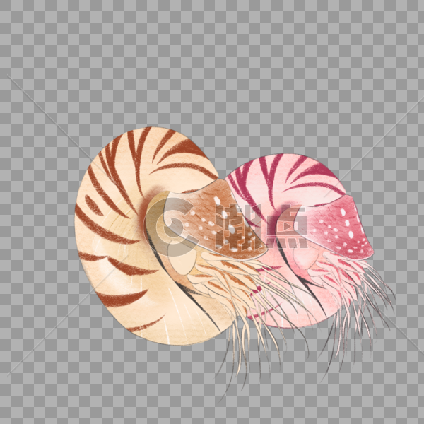 海洋动物海螺鹦鹉螺图片素材免费下载
