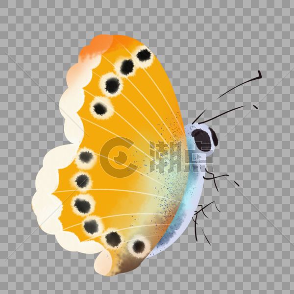 水彩动物蝴蝶花翅插画元素手绘图片素材免费下载