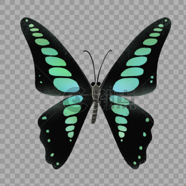 昆虫蝴蝶图片素材免费下载