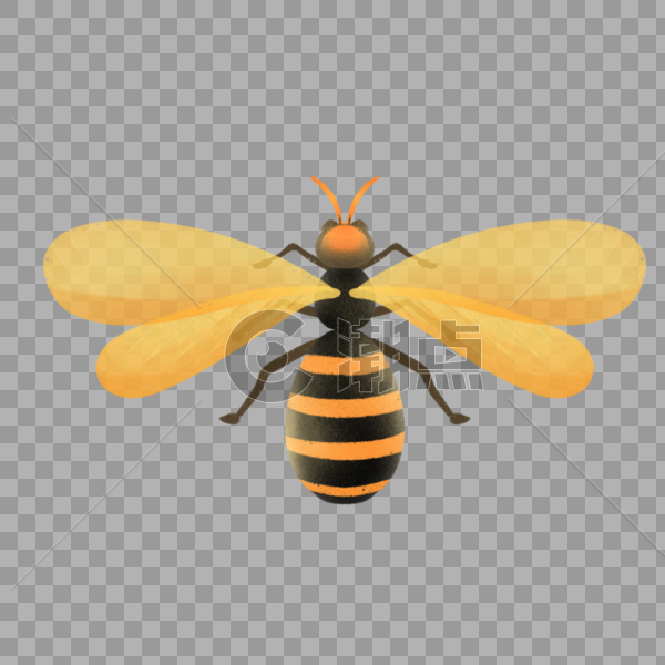 夏季昆虫蜜蜂图片素材免费下载