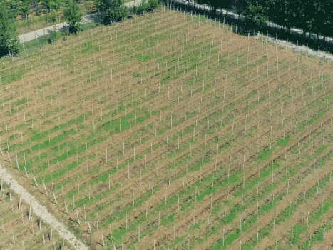 葡萄种植园4K航拍GIF图片素材免费下载