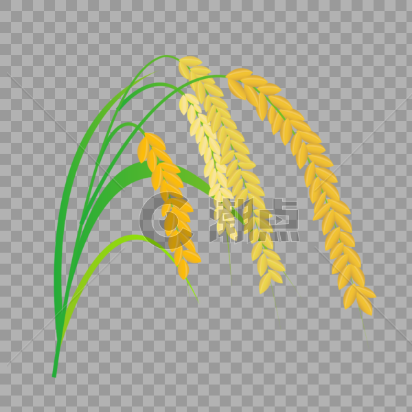 芒种水稻绿叶粮食成熟插画元素手绘图片素材免费下载