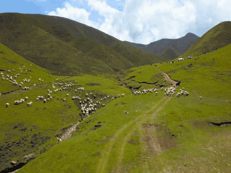 高原羊群GIF图片素材免费下载