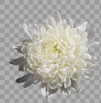 白色菊花图片素材免费下载