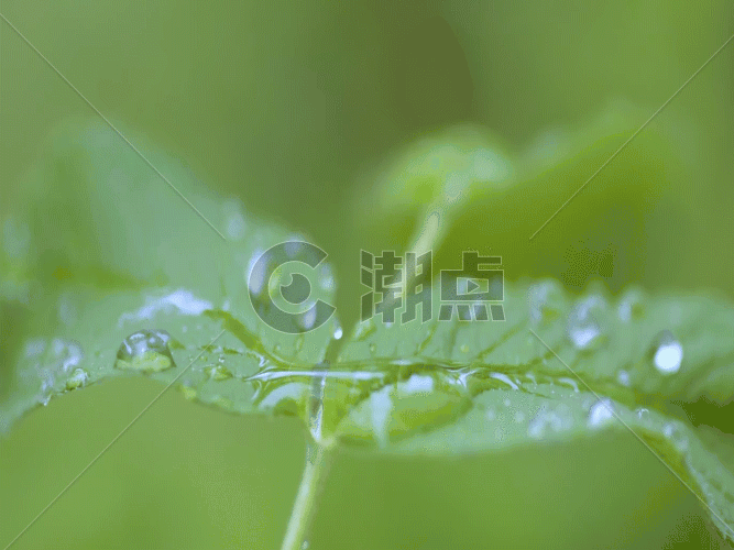 绿色植物下雨雨水背景素材微距特写GIF图片素材免费下载