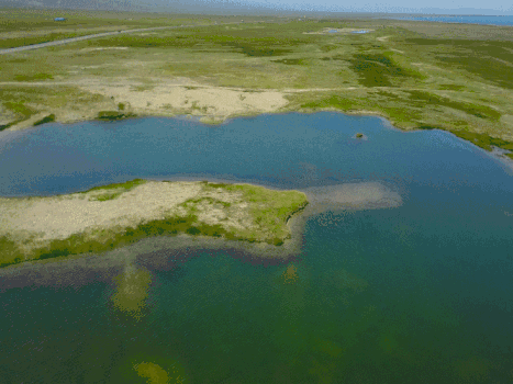 青海湖湿地GIF图片素材免费下载