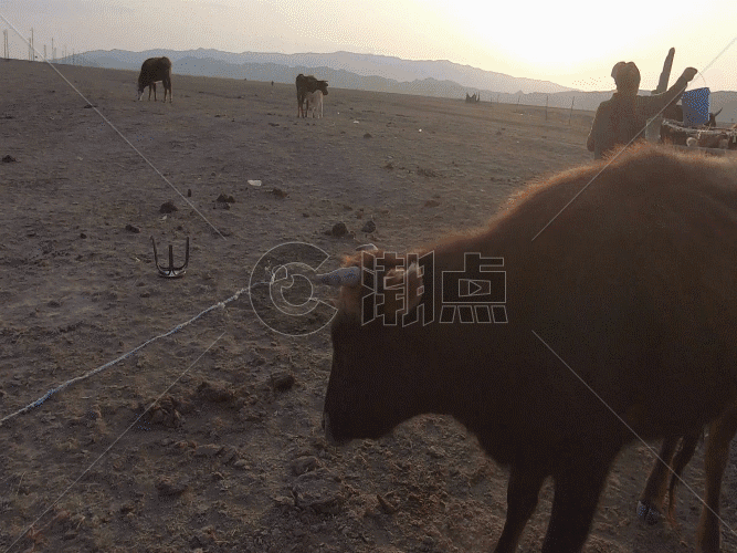 新疆牧区牧民放牧生活GIF图片素材免费下载