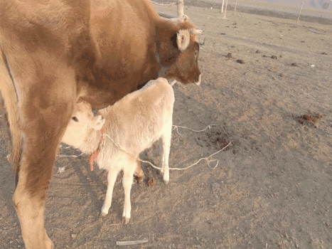 新疆牧区放牧生活奶牛生产GIF图片素材免费下载
