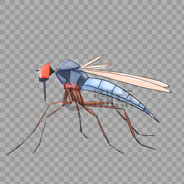 夏天的蚊子图片素材免费下载