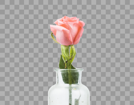 粉白玫瑰图片素材免费下载