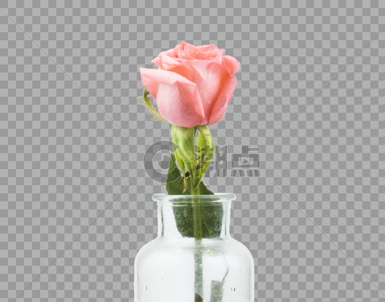 粉白玫瑰图片素材免费下载