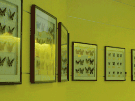 蝴蝶标本GIF图片素材免费下载