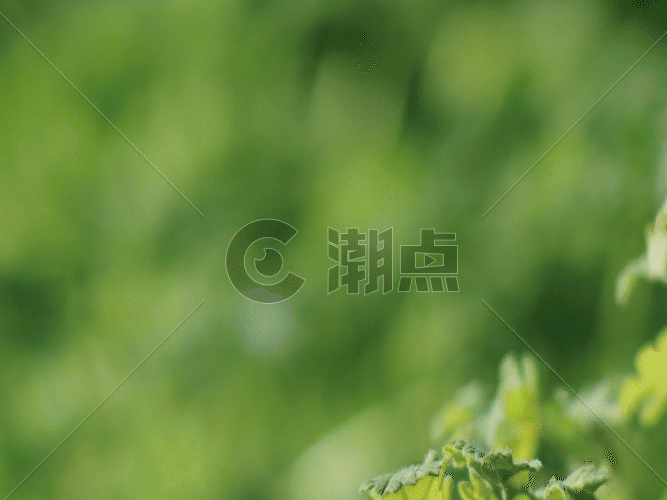 植物空镜集合集锦GIF图片素材免费下载