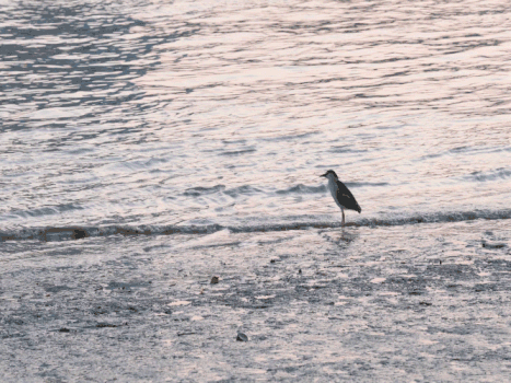 海边的海鸟GIF图片素材免费下载