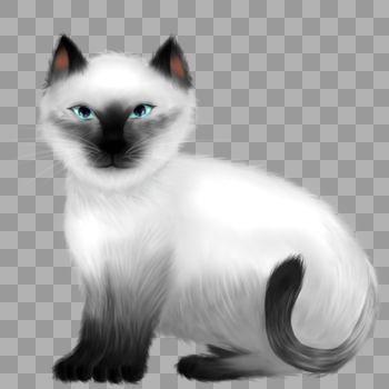 蓝眼睛的暹罗猫图片素材免费下载