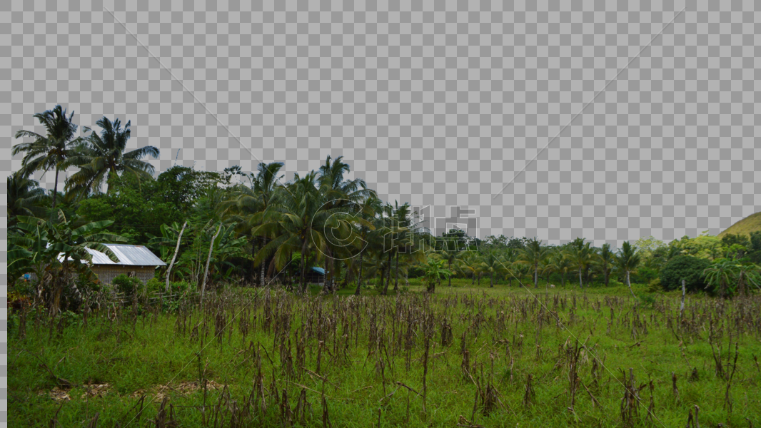 菲律宾薄荷岛热带雨林唯美照片椰林图片素材免费下载