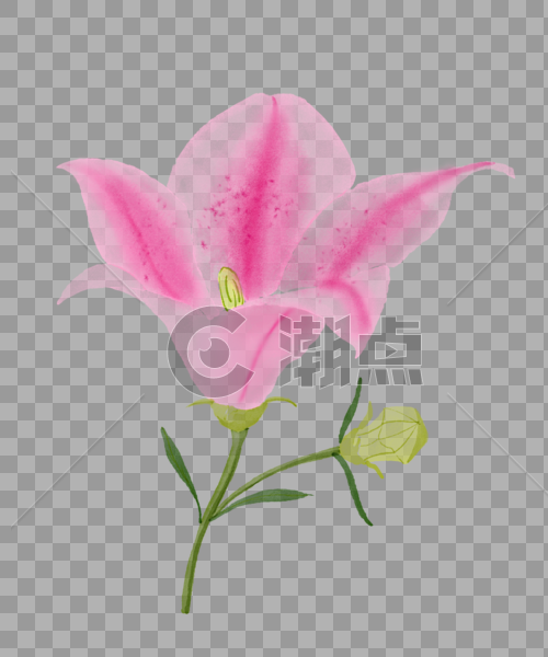 粉色百合花和花苞图片素材免费下载