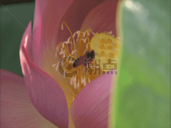 荷花上的蜜蜂GIF图片素材免费下载