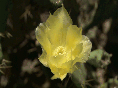 黄色鲜花GIF图片素材免费下载