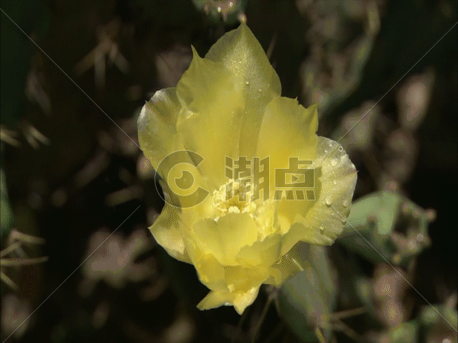 黄色鲜花GIF图片素材免费下载