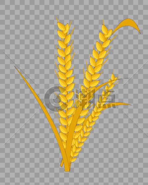 小麦成熟了图片素材免费下载