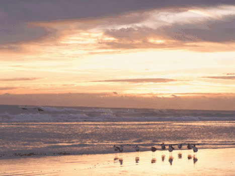 沙滩上的海鸥GIF图片素材免费下载