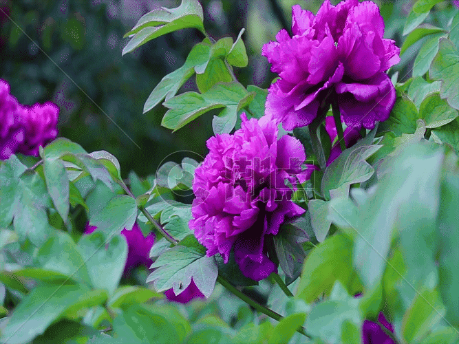 一朵朵牡丹花GIF图片素材免费下载