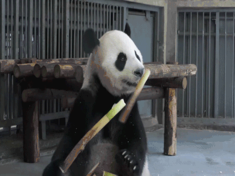 动物园大熊猫吃竹子GIF图片素材免费下载