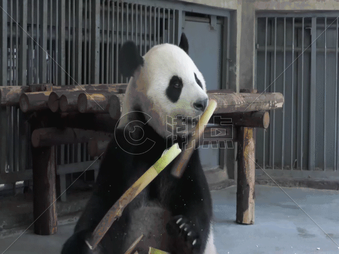 动物园大熊猫 吃竹子GIF图片素材免费下载