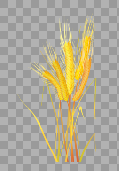 小麦成熟了图片素材免费下载