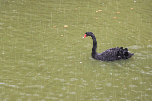 野生动物园湖里正在游的的黑天鹅gif图片素材免费下载