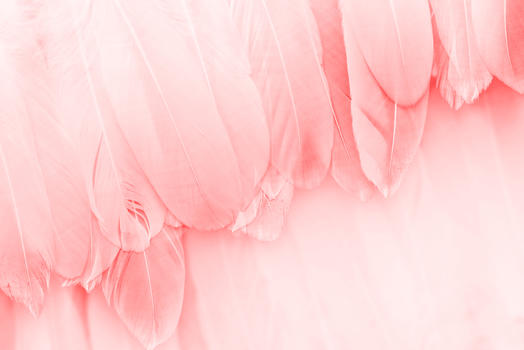 粉色羽毛背景图片素材免费下载