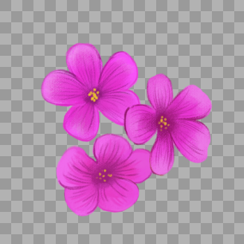 三叶草紫色小花图片素材免费下载