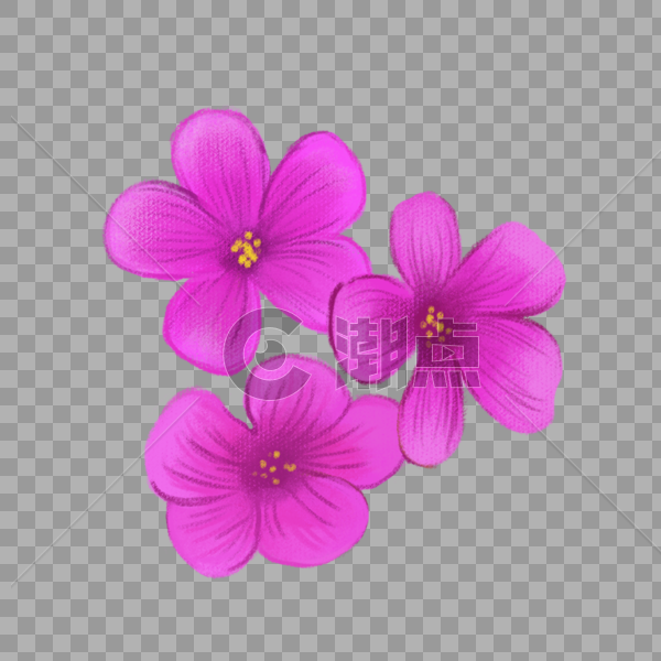 三叶草紫色小花图片素材免费下载