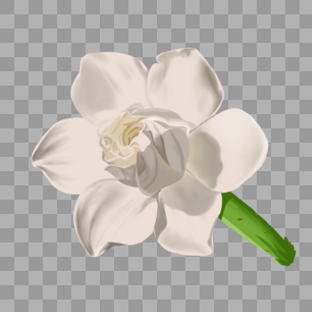 手绘白色栀子花卉元素图片素材免费下载