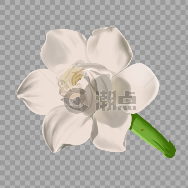 手绘白色栀子花卉元素图片素材免费下载