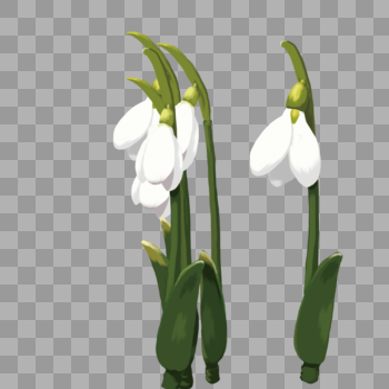 手绘白色铃兰花卉元素图片素材免费下载