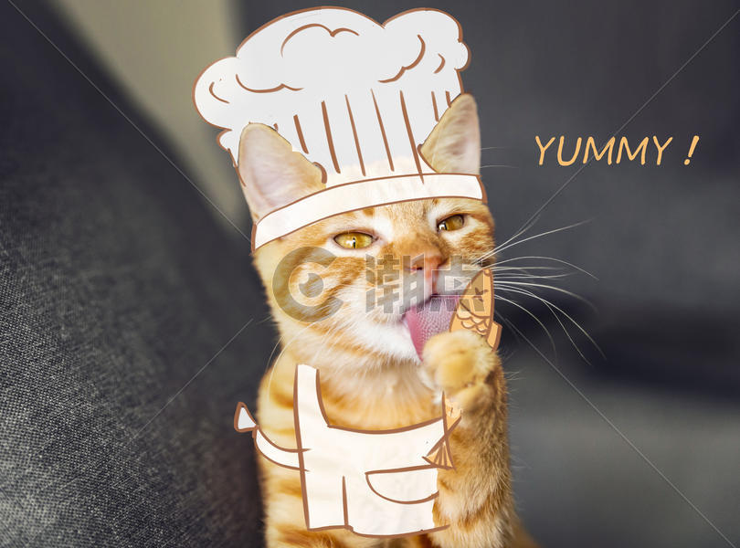 猫厨师图片素材免费下载