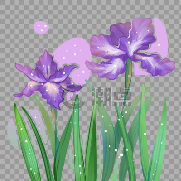 1月3日生日花 波斯鸢尾花设计元素1000 1000图片素材免费下载 编号 潮点视频
