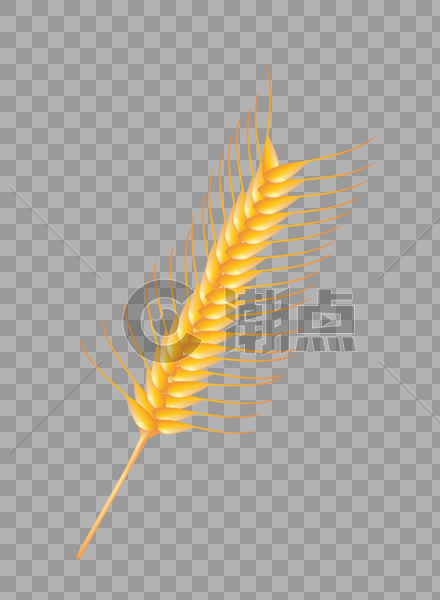 成熟的小麦麦穗图片素材免费下载