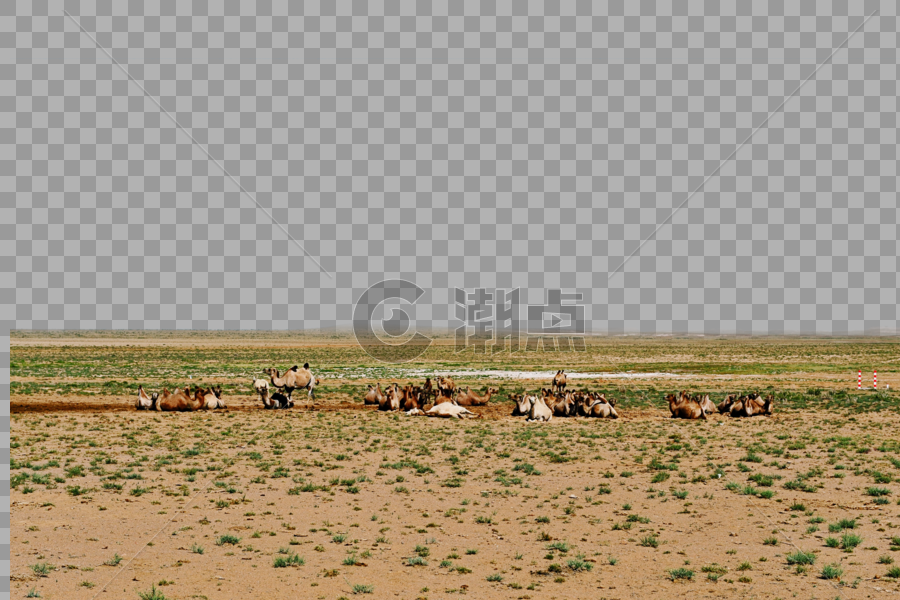 新疆沙漠中休憩的骆驼群图片素材免费下载