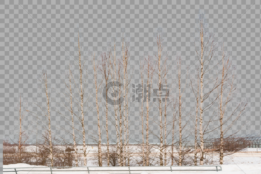 芬兰雪地白桦林图片素材免费下载