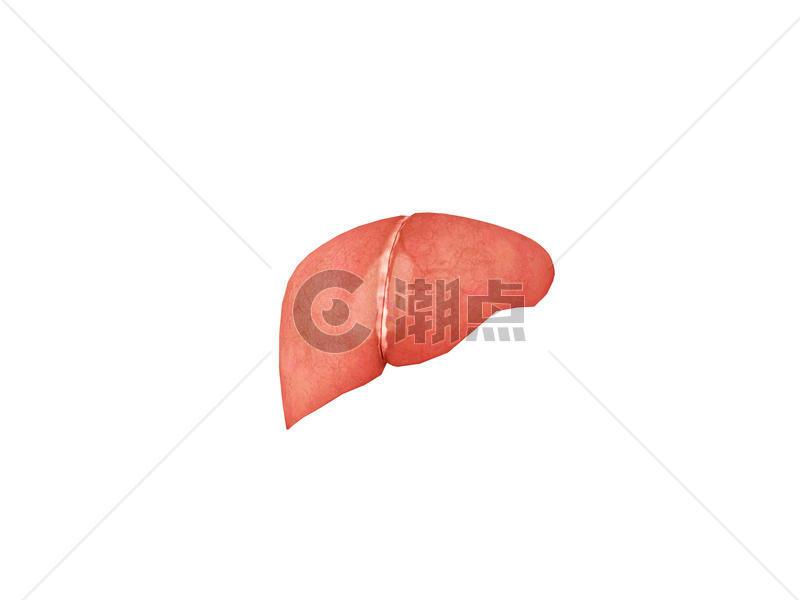 3d人体肝脏模型图片素材免费下载